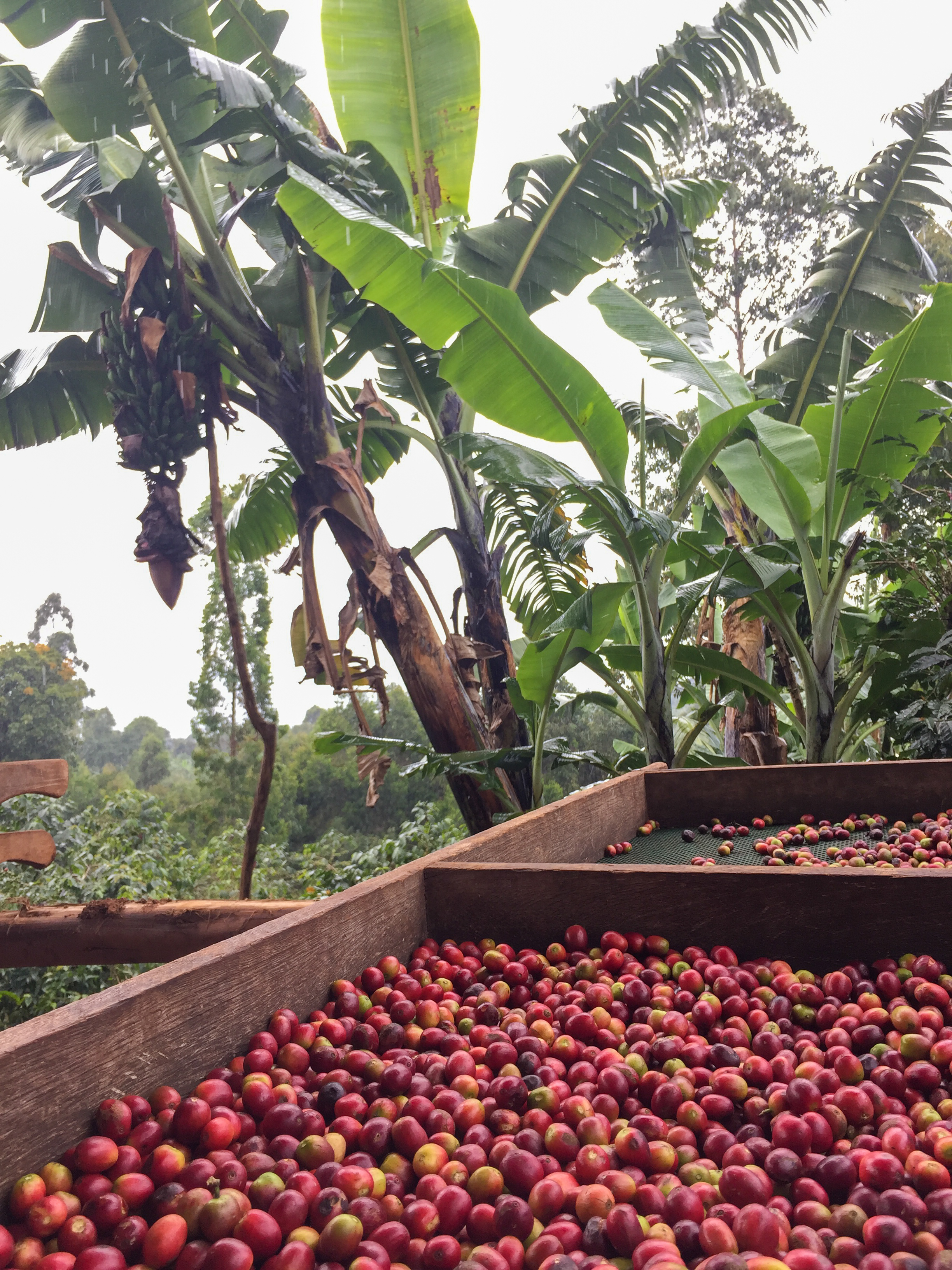 Ugandan Mount Elgon Arabicas 6Kg £36 free P+P correct price coffee at last boom 